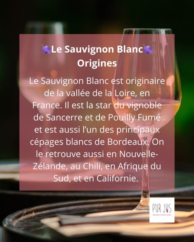 Originaire de la vallée de la Loire, le Sauvignon Blanc séduit par sa fraîcheur et ses arômes vifs.  Aujourd’hui, il rayonne de la Nouvelle-Zélande à la Californie. 🌍
👉 Découvrez les secrets de ce cépage blanc expressif !