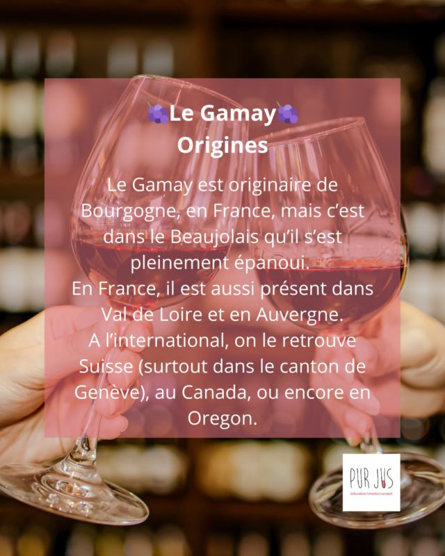 🍇 Le cépage de la gourmandise: le Gamay �Né en Bourgogne, star du Beaujolais, ce cépage croquant séduit par sa fraîcheur et ses arômes de fruits rouges. 
👉 Découvrez les secrets de ce cépage joyeux et accessible!