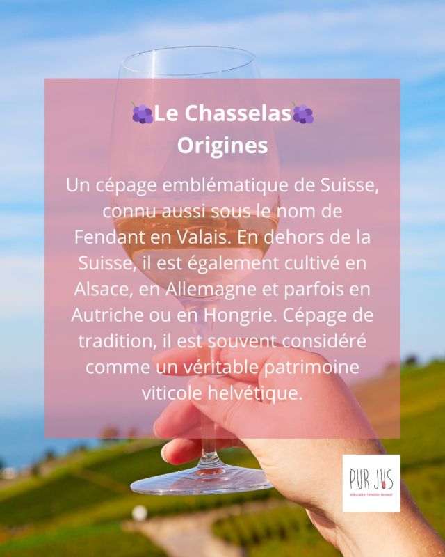 🇨🇭🍇 Le Chasselas, c’est un peu l’âme du vignoble suisse. Discret mais élégant, il révèle toute sa finesse entre lac, montagnes et traditions.
👉 Swipe pour découvrir ses secrets!