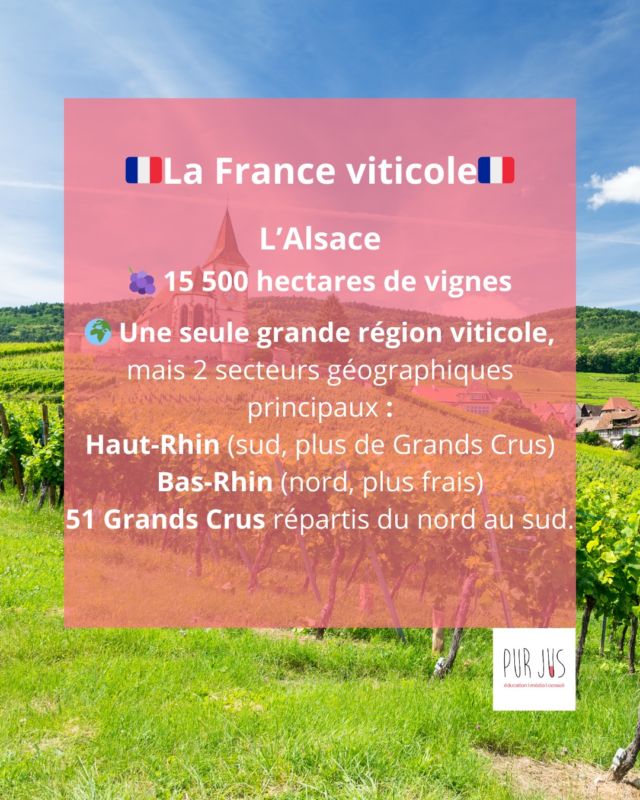 Cap à l’est pour découvrir l’Alsace, région viticole emblématique aux cépages aromatiques et aux terroirs d’exception. 🍇✨
👉 Retrouvez la carte du vignoble alsacien à la fin du carousel 🇫🇷
