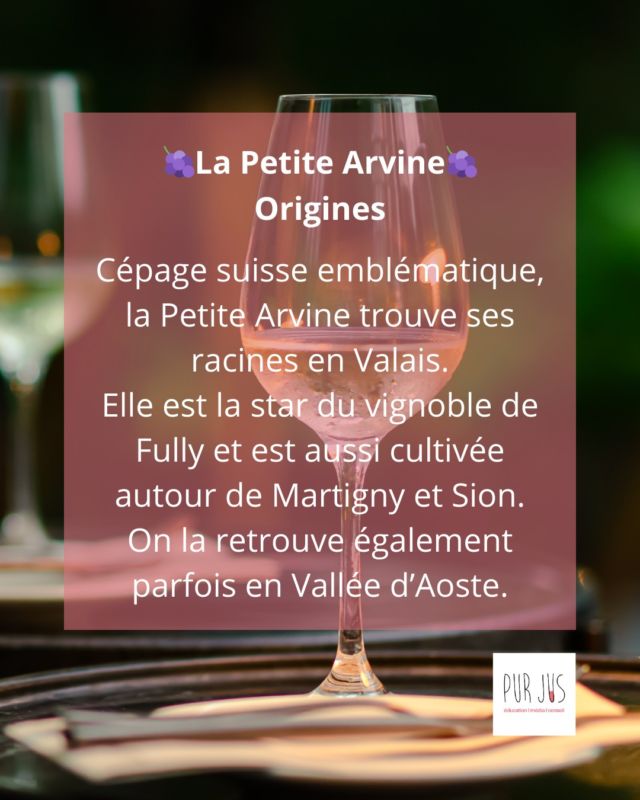 🍇Le trésor du Valais: la Petite Arvine
Ce cépage suisse rare séduit par sa fraîcheur éclatante, ses notes d’agrumes et sa touche saline unique. Cultivée presque exclusivement en Valais, elle est un véritable joyau pour les amateurs de blancs de caractère!
👉Découvrez les secrets de cette pépite alpine !