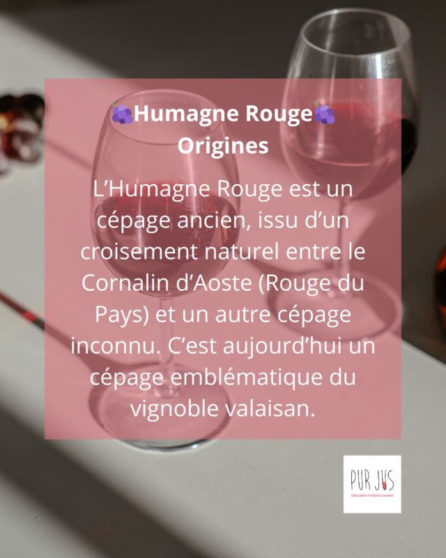 🍇Le rouge sauvage des Alpes: l’Humagne Rouge🏔️
Cépage emblématique du Valais, l’Humagne Rouge séduit par ses arômes de fruits noirs et son caractère alpin. Un vin authentique, rustique et plein de fraîcheur!
👉Découvrez les secrets de ce cépage rare et typiquement suisse.