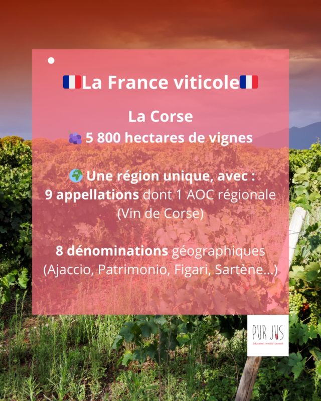 Aujourd’hui, cap sur la Corse🍇🏝️: une région viticole insulaire à la personnalité forte, où terroirs, cépages autochtones et paysages sauvages s’entremêlent pour créer des vins uniques.✨
👉 Retrouvez la carte des vignobles corses à la fin du carousel🇫🇷