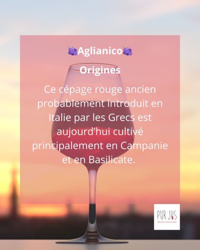 Aglianico, la noblesse volcanique du sud de l’Italie 🇮🇹🌋 
👉 Un trésor du sud, pour amateurs de rouges élégants.